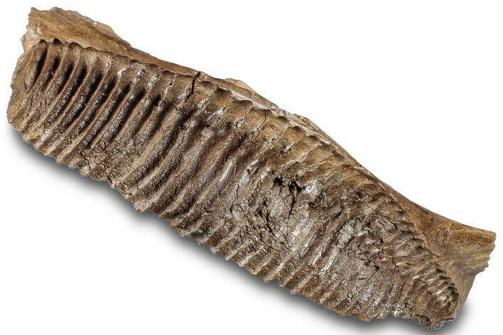 Sub-Adult Hadrosaur (Edmontosarus) Jaw Section - Montana #308271